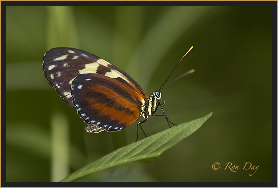 Butterfly (Heliconius)